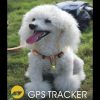 Mini traceur GPS pour animaux - quadri-bandes (Lot de 5 pièces)